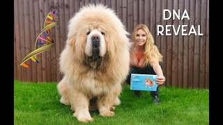 CHINESE TIBETAN MASTIFF DOG  DNA REVEAL [upl. by Reeta]