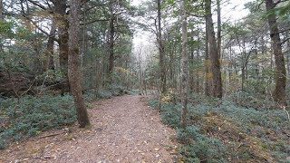 4K・ 【4K】Aokigahara forest near mt Fuji [upl. by Dylan]