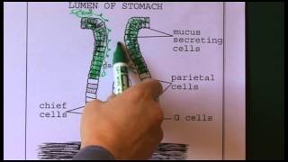 Gastrointestinal anatomy and physiology [upl. by Haeluj847]