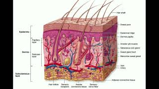 The Integumentary System  The Dermis amp Hypodermis [upl. by Eirot]