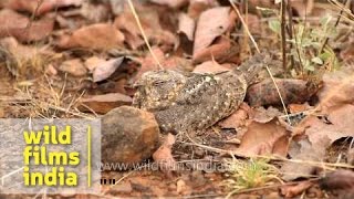 Jungle Nightjar Caprimulgus indicus roosting by day [upl. by Nosniv926]