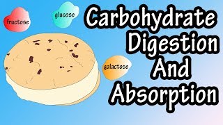 Carbohydrate Digestion And Absorption  Carbohydrate Metabolism [upl. by Anaderol]