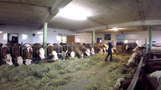 Feeding the Cows  Barn Work on a Small Dairy Farm [upl. by Clarine584]