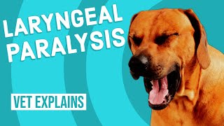 Laryngeal Paralysis in Dogs [upl. by Tolley]