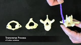 Vertebrae Overview [upl. by Wappes]