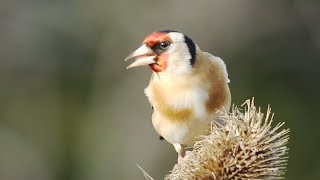 THE SOUNDS OF GOLDFINCHES – Their Songs and Calls [upl. by Hcire721]