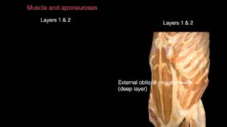 Ant Abdominal Wall Anterior view [upl. by Wayland]