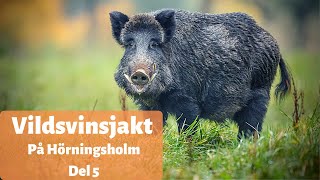 Vildsvinsjakt på Hörningsholm del 5  Det bästa från svensk jakt 2020 [upl. by Riana]