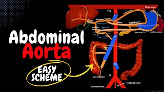 Abdominal Aorta EASY Scheme  Branches  Mnemonics [upl. by Serge]