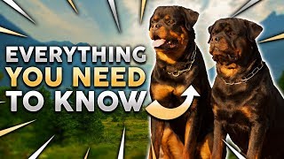 ROTTWEILER 101 Everything You Need To Know About Owning a Rottie Puppy [upl. by Yrok]