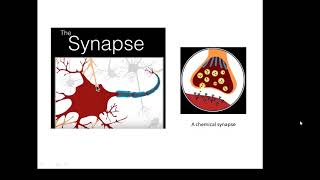 BTEC Applied Science Unit 1 Biology Synapses [upl. by Bortman]