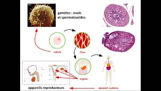 SVT 2nde  structure histologique du testicule [upl. by Nhguavad499]