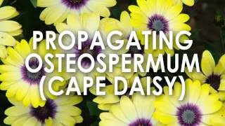 Propagating Osteospermum Cape Daisy How to Propagate [upl. by Ayalahs141]