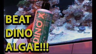 How to beat dinoflagellates in a reef tank [upl. by Norward]