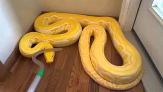 Reticulated Python handling in defense mode zulu [upl. by Crotty]