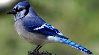 Blue jay bird call  song  sounds [upl. by Stephi]