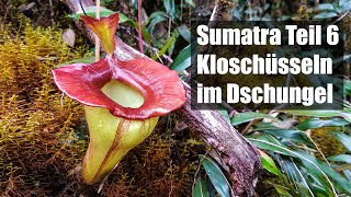 60 Nepenthes auf Sumatra Teil 6  spektakuläre Arten im Hochland [upl. by Kciv700]