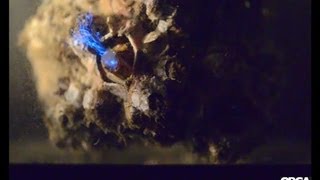 Barnacles feeding on bioluminescent dinoflagellates [upl. by Ynney618]