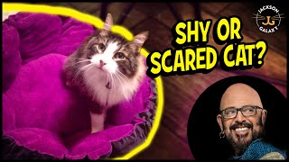 THE Key to Helping Your Shy or Scared Cat [upl. by Eloken]