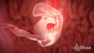 Fetal Development 3D Animation  Infuse Medical [upl. by Hallerson]