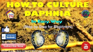 HOW TO CULTURE DAPHNIA In Easy Way [upl. by Cilka58]