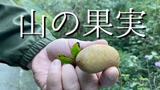 山の果物を探しに行って食レポをしてみる【意外と簡単】※秋の味覚・イチジク・アケビ・山ぶどう・カラスウリ・サルナシなどを探す動画 [upl. by Leirvag952]