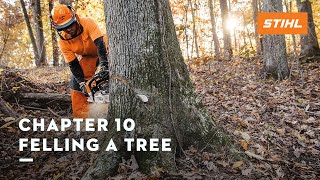 Chapter 10 Felling a Tree  STIHL Tutorial [upl. by Karon]