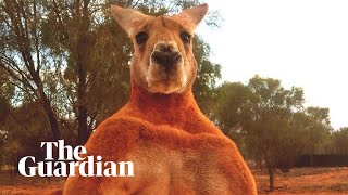 Remembering Roger the ripped kangaroo [upl. by Clywd]