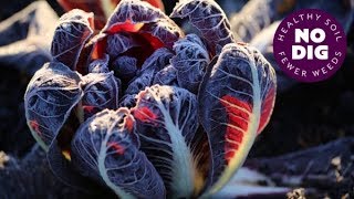 Grow chicory for beautiful hearts of radicchio dense and bittersweet or for chicons [upl. by Barbaresi]