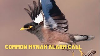 Common Myna Alarm Call Myna Sound  Myna Call  Mynah Bird Voice Myna Bird Call Myna voice Chirp [upl. by Brander649]