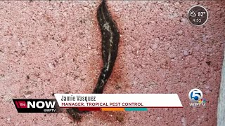 New Guinea flatworms spreading through Florida [upl. by Marillin]