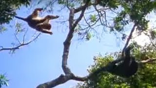 Ugandan Chimps Hunting  Life of Mammals  BBC Earth [upl. by Lustick221]