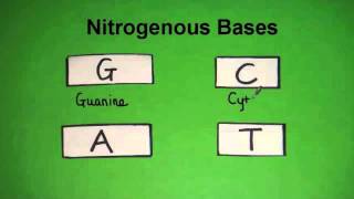 332 State the four bases in DNA [upl. by Greysun]