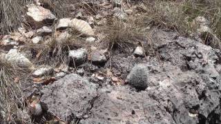 Cacti in Guadalupe Mountains [upl. by Uamak]