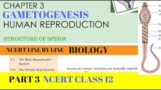 Part3 HUMAN REPRODUCTION Gametogenesis chapter3 NCERT class 12th biology [upl. by Burroughs]