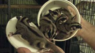 Cool Whip Sugar Gliders [upl. by Itsyrc]