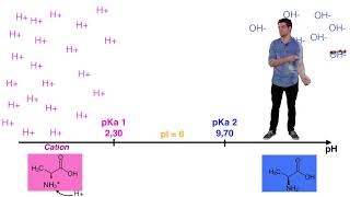 UE14 Ionisation des acides aminés [upl. by Anastasie]