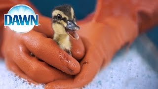 Wildlife Rescue Experts Save Animals with Dawn [upl. by Giorgio795]