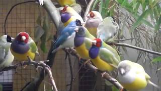 Gouldamadinen auf der Jubiläumsvogelschau in Bad Salzuflen [upl. by Llatsyrc225]