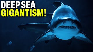 Deep Sea Gigantism Explained [upl. by Nwadrebma]