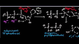 Biochemistry  Adenylate Cyclase Mechanism  Inorganic Pyrophosphatase Mechanism [upl. by Joeann]