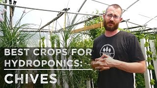 Best Crops For Hydroponics Chives [upl. by Seda]