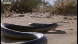 How snakes move amp run  Serpent  BBC Animals [upl. by Zarla]