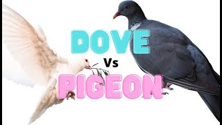 The difference between a dove vs a pigeon [upl. by Brit]