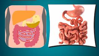 The Digestive System  Science Class 4 [upl. by Elnora]