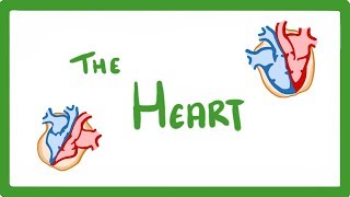 GCSE Biology  The Heart 23 [upl. by Berkeley]