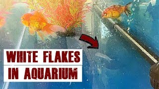 How to Fix Mysterious White Flakes In Aquarium [upl. by Alage509]