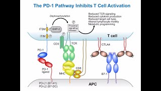 Targeting Cancer Pathways Understanding Immune Checkpoints [upl. by Iadrahc975]