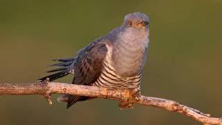 Madárhangok KakukkCuculus canorusCommon cuckoo [upl. by Siwel]