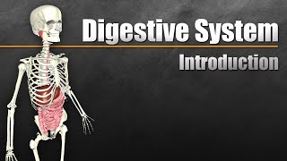 An Introduction to the Digestive System [upl. by Reffineg]